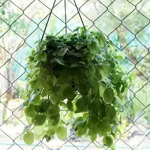 Pilea  Creeping Charlie Plant (live plant) perennial - Caribbean garden seed