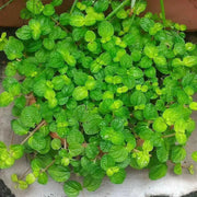 Pilea  Creeping Charlie Plant (live plant) perennial - Caribbean garden seed