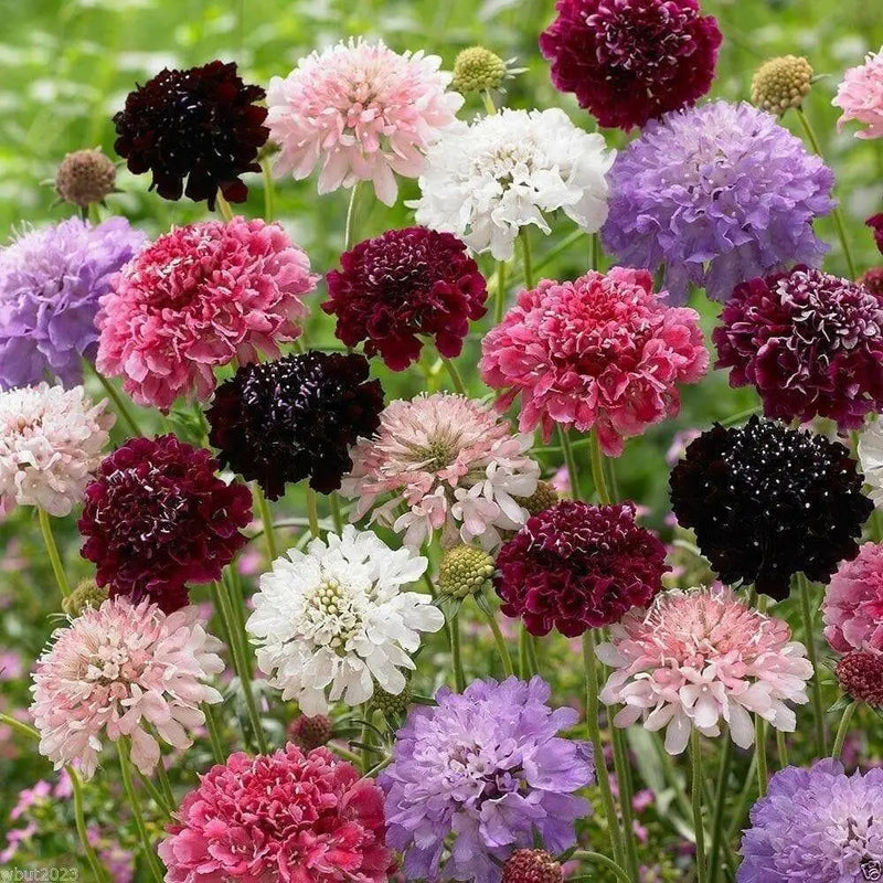 Pincushion Flower Seeds -Tall,Double,Scabiosa Mix, - Caribbean garden seed