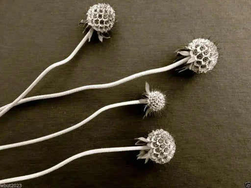 Pincushion Flower Seeds -Tall,Double,Scabiosa Mix, - Caribbean garden seed