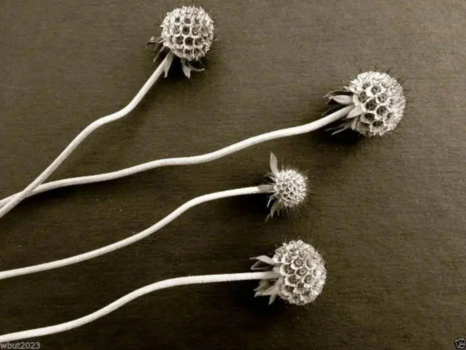 Pincushion Flower Seeds -Tall,Double,Scabiosa Mix, - Caribbean garden seed