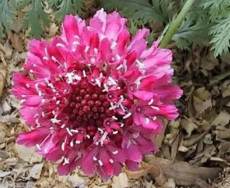 Pincushion Flower Seeds -Tall,Double,Scabiosa Mix, - Caribbean garden seed
