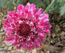 Pincushion Flower Seeds -Tall,Double,Scabiosa Mix, - Caribbean garden seed