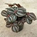 Pilea Friendship Plant (live plant) perennial - Caribbean garden seed