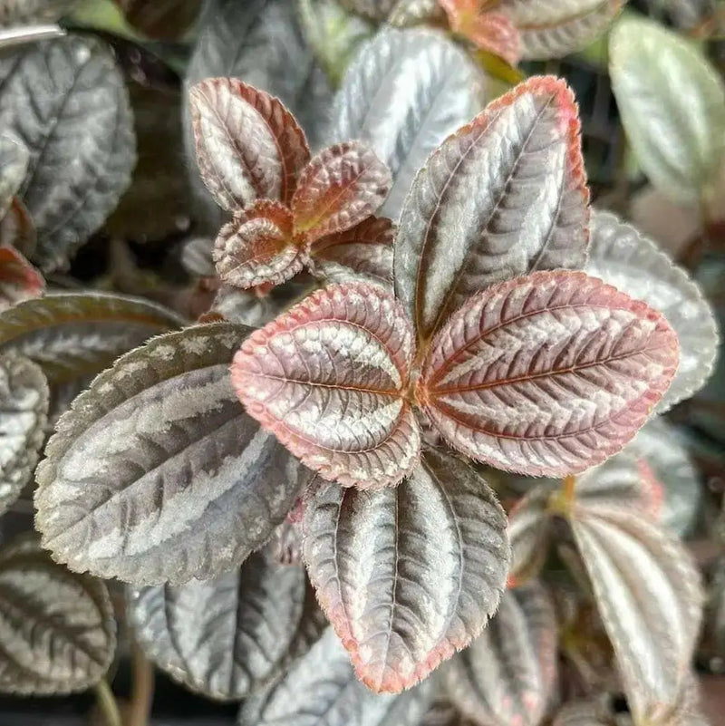 Pilea Friendship Plant (live plant) perennial - Caribbean garden seed