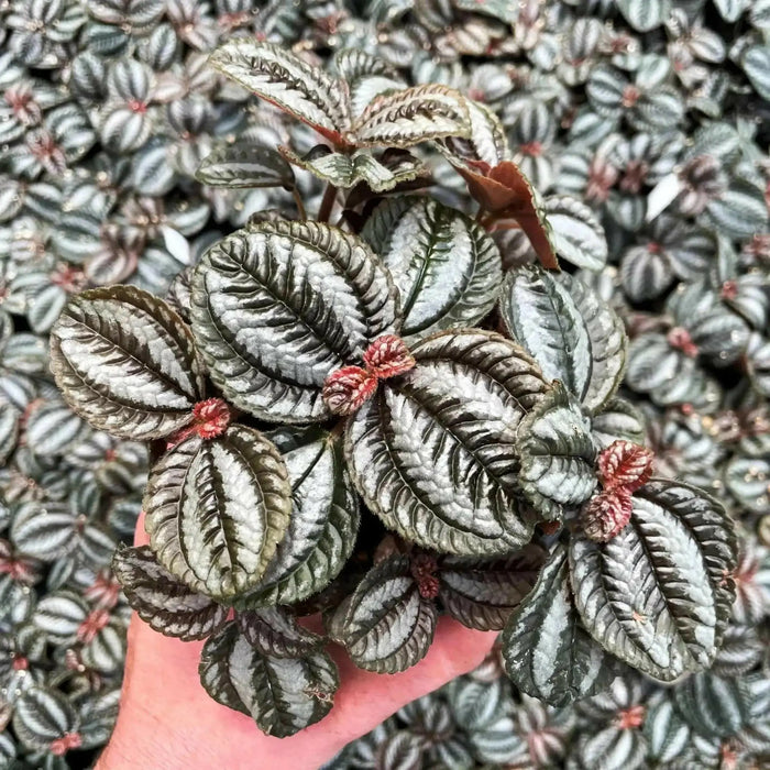 Pilea Friendship Plant (live plant) perennial - Caribbean garden seed