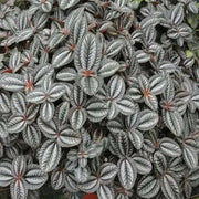 Pilea Friendship Plant (live plant) perennial - Caribbean garden seed