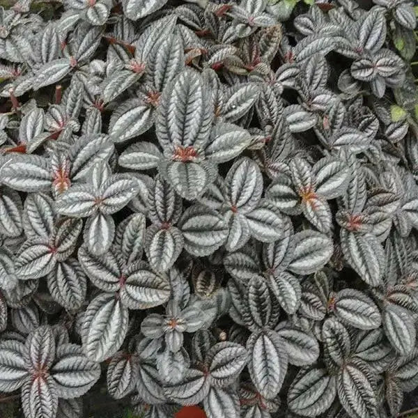 Pilea Friendship Plant (live plant) perennial - Caribbean garden seed