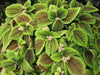 Pilea Moon Valley (live plant) perennial - Caribbean garden seed