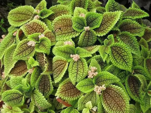 Pilea Moon Valley (live plant) perennial - Caribbean garden seed