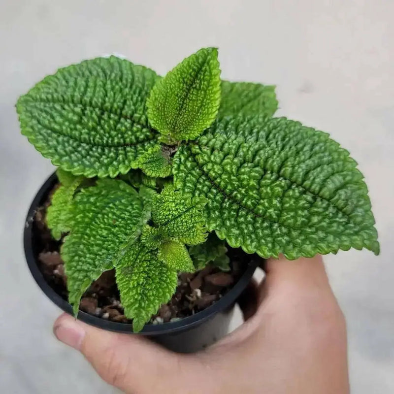 Pilea Moon Valley (live plant) perennial - Caribbean garden seed