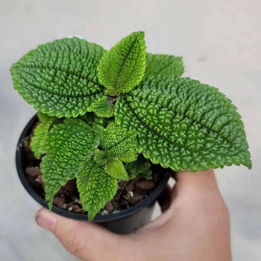 Pilea Moon Valley (live plant) perennial - Caribbean garden seed