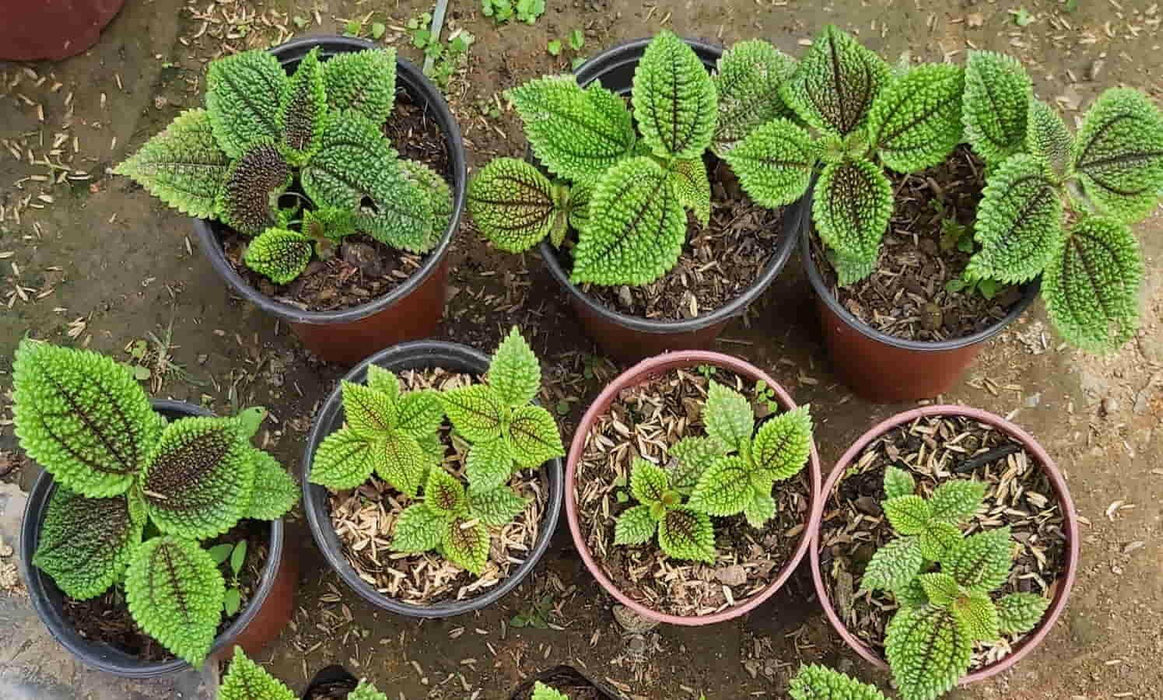 Pilea Moon Valley (live plant) perennial - Caribbean garden seed
