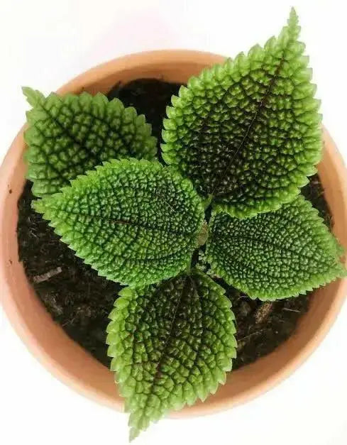 Pilea Moon Valley (live plant) perennial - Caribbean garden seed