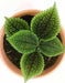 Pilea Moon Valley (live plant) perennial - Caribbean garden seed