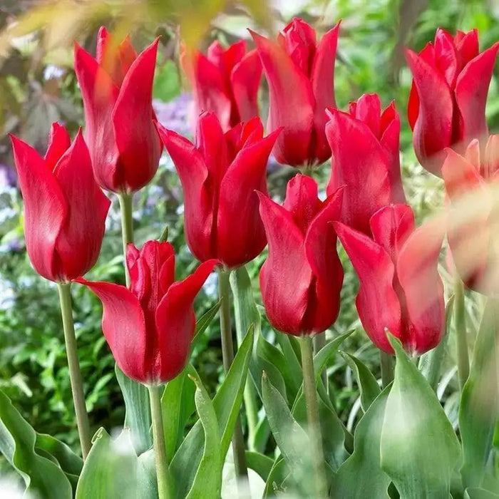 Pieter de leur lily flowering ( Bulbs) NOW SHIPPING - Caribbean garden seed