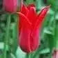 Pieter de leur lily flowering ( Bulbs) NOW SHIPPING - Caribbean garden seed