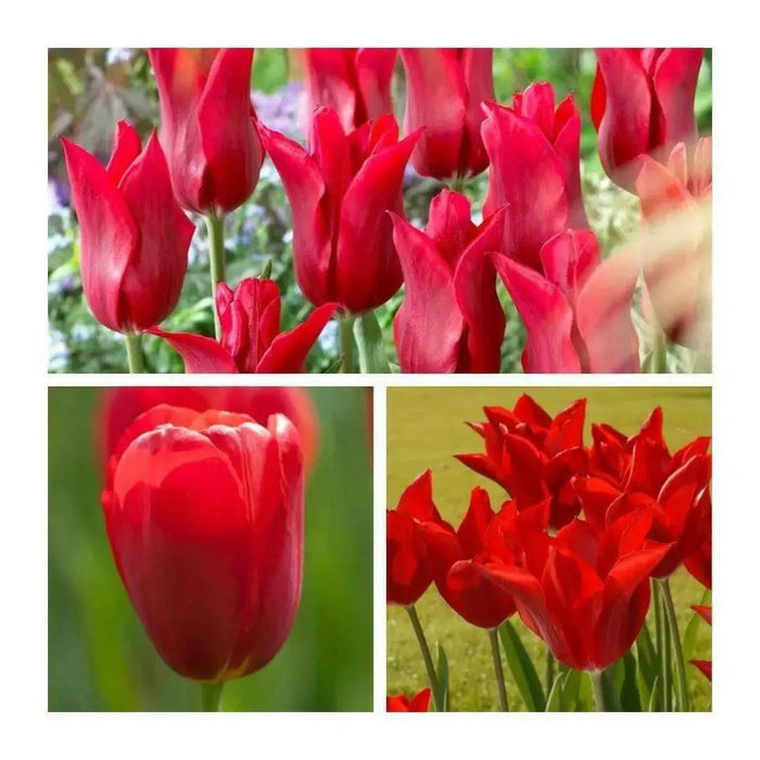 Pieter de leur lily flowering ( Bulbs) NOW SHIPPING - Caribbean garden seed