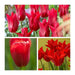 Pieter de leur lily flowering ( Bulbs) NOW SHIPPING - Caribbean garden seed