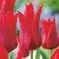 Pieter de leur lily flowering ( Bulbs) NOW SHIPPING - Caribbean garden seed