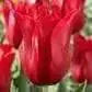 Pieter de leur lily flowering ( Bulbs) NOW SHIPPING - Caribbean garden seed