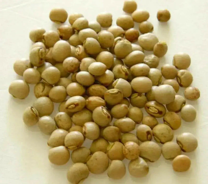 PIGEON PEA Seeds ,Jamaican Gungo Peas, HEIRLOOM - Caribbean garden seed
