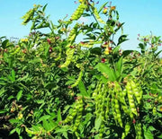 PIGEON PEA Seeds ,Jamaican Gungo Peas, HEIRLOOM - Caribbean garden seed