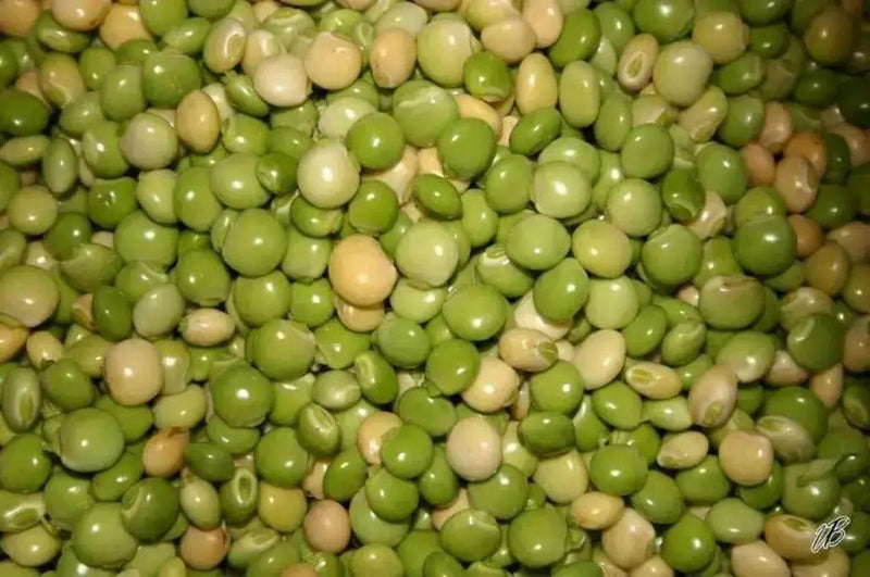 PIGEON PEA Seeds ,Jamaican Gungo Peas, HEIRLOOM - Caribbean garden seed