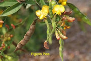 PIGEON PEA Seeds ,Jamaican Gungo Peas, HEIRLOOM - Caribbean garden seed