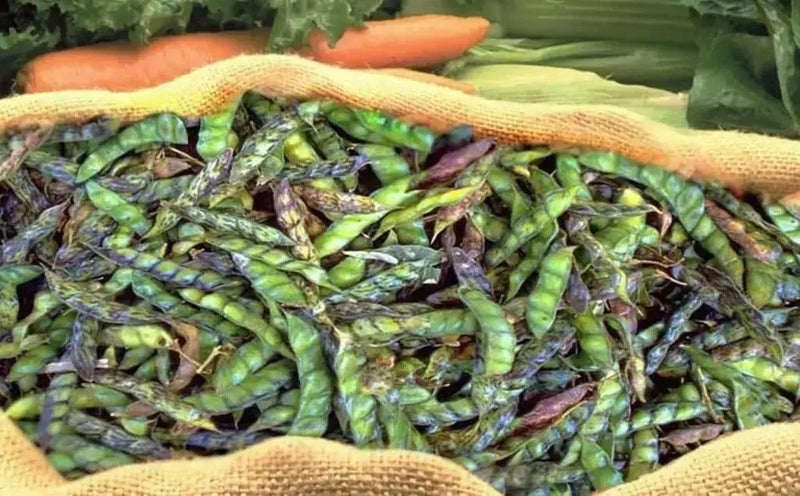 PIGEON PEA Seeds ,Jamaican Gungo Peas, HEIRLOOM - Caribbean garden seed
