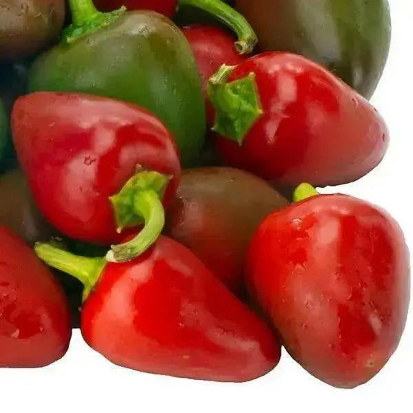 Pimiento elite Sweet Pepper (LIVE STARTER PLANT) Capsicum annuum - Caribbean garden seed