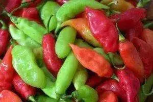 Pimento Pepper (Fresh Pods) Trinidad Seasoning PEPPER ,CARIBBEAN PRODUCTS - Caribbean garden seed