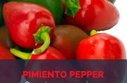 Pimiento elite Sweet Pepper (LIVE STARTER PLANT) Capsicum annuum - Caribbean garden seed
