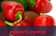 Pimiento elite Sweet Pepper (LIVE STARTER PLANT) Capsicum annuum - Caribbean garden seed