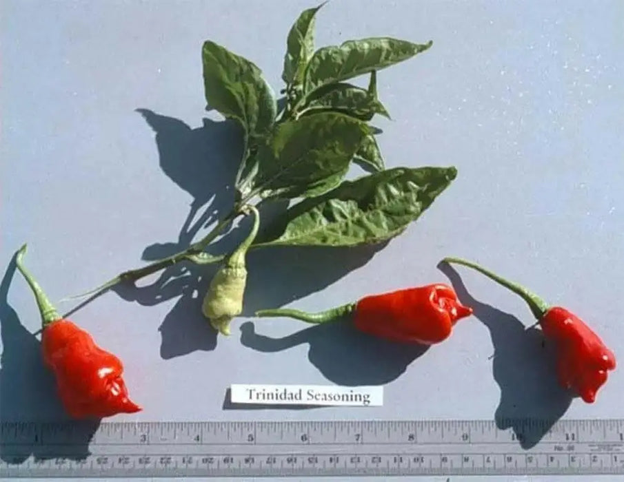 Pimento Pepper (Fresh Pods) Trinidad Seasoning PEPPER ,CARIBBEAN PRODUCTS - Caribbean garden seed