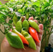 Pimento Pepper (Fresh Pods) Trinidad Seasoning PEPPER ,CARIBBEAN PRODUCTS - Caribbean garden seed