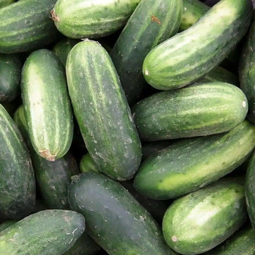Pick A Bushel ((Hybrid Cucumber Seeds) Annual Vegetable - Caribbean garden seed