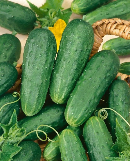 Pick A Bushel ((Hybrid Cucumber Seeds) Annual Vegetable - Caribbean garden seed