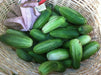 Pick A Bushel ((Hybrid Cucumber Seeds) Annual Vegetable - Caribbean garden seed
