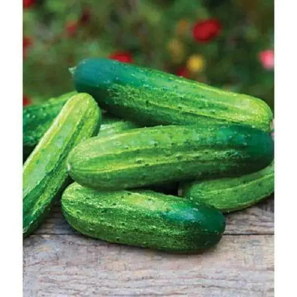 Pick A Bushel ((Hybrid Cucumber Seeds) Annual Vegetable - Caribbean garden seed