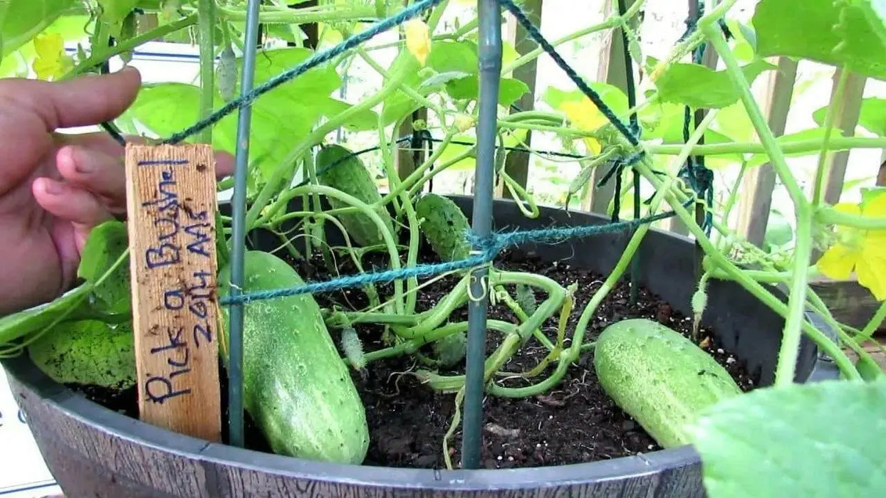 Pick A Bushel ((Hybrid Cucumber Seeds) Annual Vegetable - Caribbean garden seed