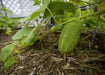 Pick A Bushel ((Hybrid Cucumber Seeds) Annual Vegetable - Caribbean garden seed