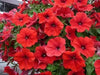 Petunia flowers seed, Fire Chief, Fragrant, Groundcover - Caribbean garden seed