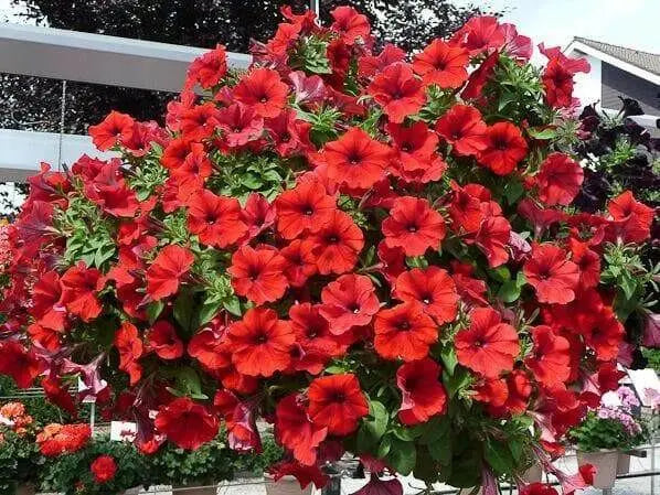 Petunia flowers seed, Fire Chief, Fragrant, Groundcover - Caribbean garden seed