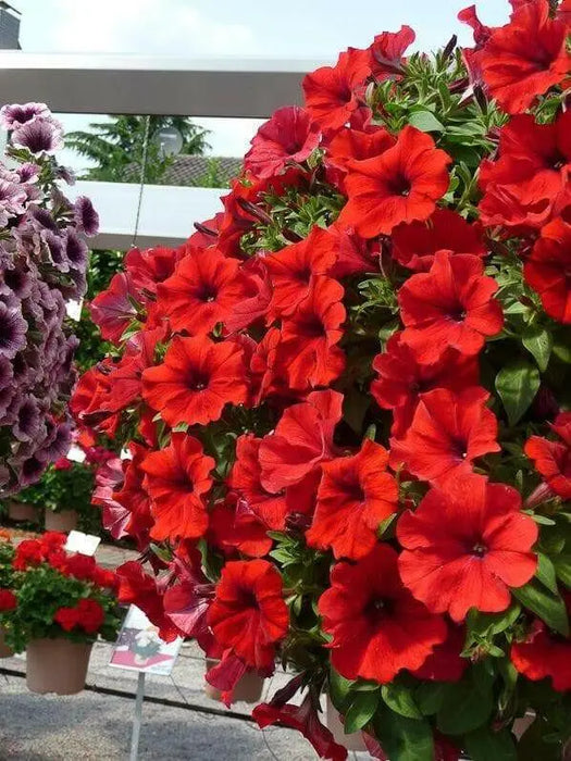 Petunia flowers seed, Fire Chief, Fragrant, Groundcover - Caribbean garden seed