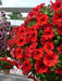 Petunia flowers seed, Fire Chief, Fragrant, Groundcover - Caribbean garden seed