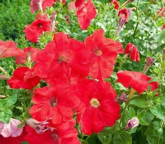 Petunia flowers seed, Fire Chief, Fragrant, Groundcover - Caribbean garden seed