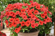Petunia flowers seed, Fire Chief, Fragrant, Groundcover - Caribbean garden seed