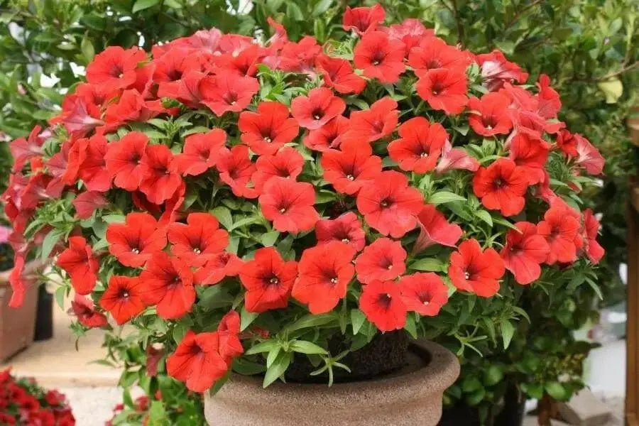 Petunia flowers seed, Fire Chief, Fragrant, Groundcover - Caribbean garden seed