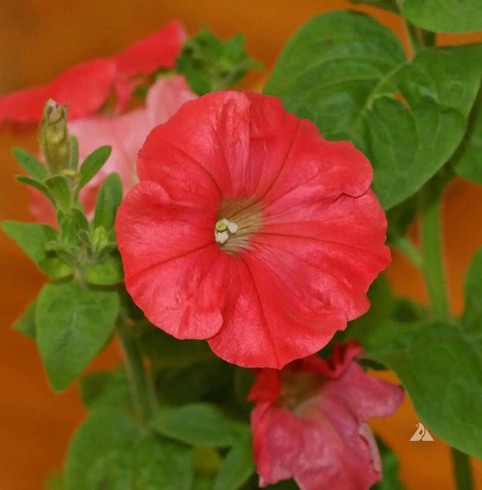 Petunia flowers seed, Fire Chief, Fragrant, Groundcover - Caribbean garden seed